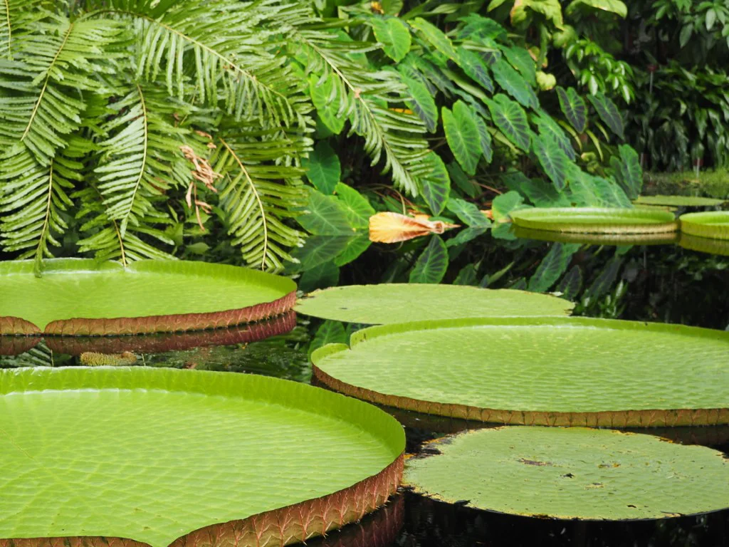 Victoriahaus_BotGartenBonn.webp