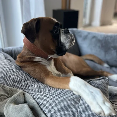 Toni (Bürohund)